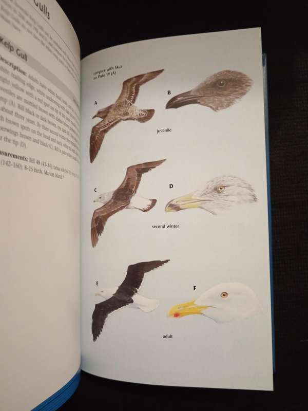 Identification of Seabirds of the Southern Ocean by Derek Onley & Sandy Battle