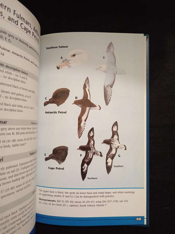 Identification of Seabirds of the Southern Ocean by Derek Onley & Sandy Battle