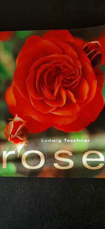 Rose deur Ludwig Taschner