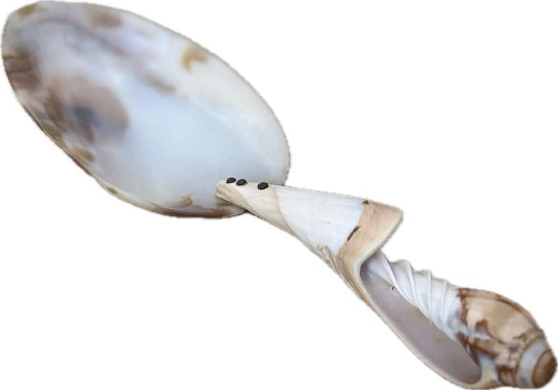 Vintage Mother of Pearl  Abalone spiral shell brass caviar spoon pair