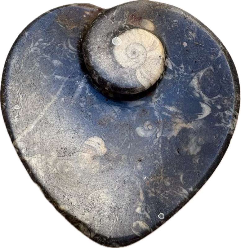 Fossil heart dish Fibonacci