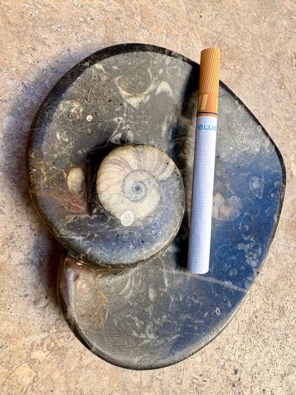 Fossil heart dish Fibonacci