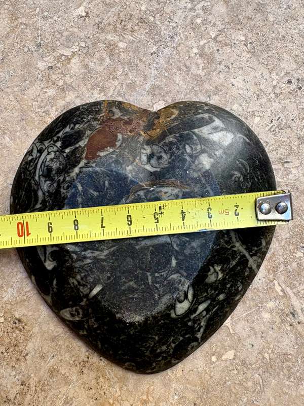 Fossil heart dish Fibonacci
