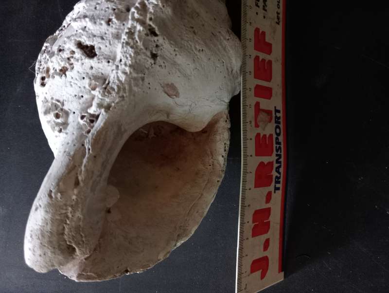 BIG VINTAGE SEA SHELL