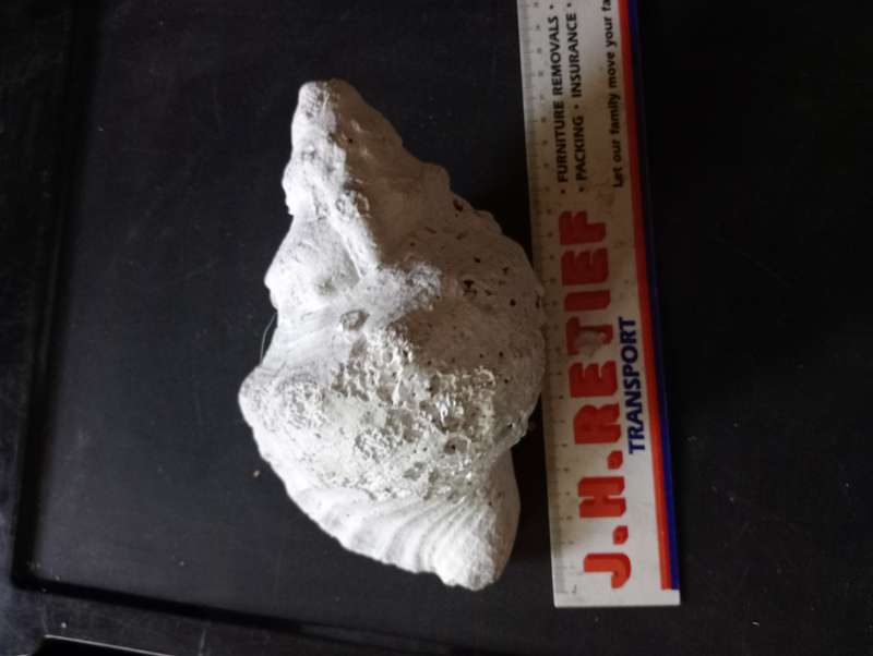 BIG VINTAGE SEA SHELL