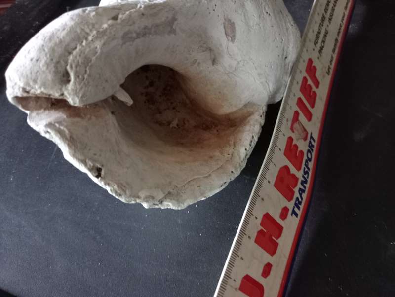BIG VINTAGE SEA SHELL