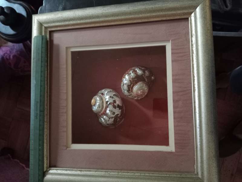 VINTAGE FRAMED SHELL  WITH GLASS NR1