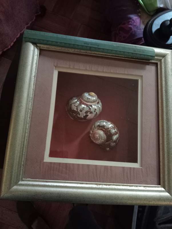 VINTAGE FRAMED SHELL  WITH GLASS NR1
