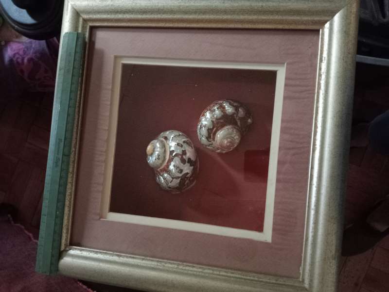 VINTAGE FRAMED SHELL  WITH GLASS NR1
