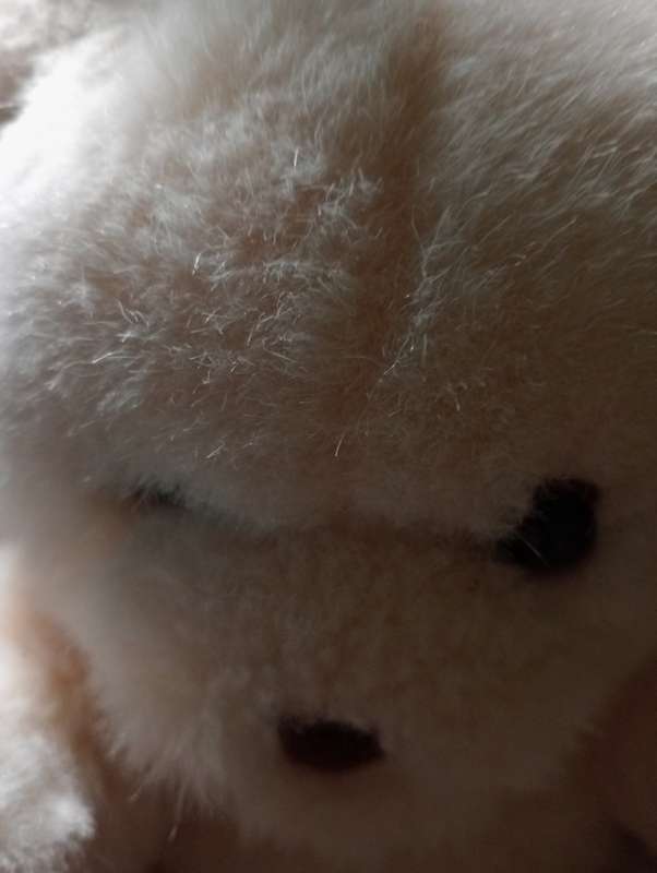 VINTAGE SMALL TEDDY BEAR