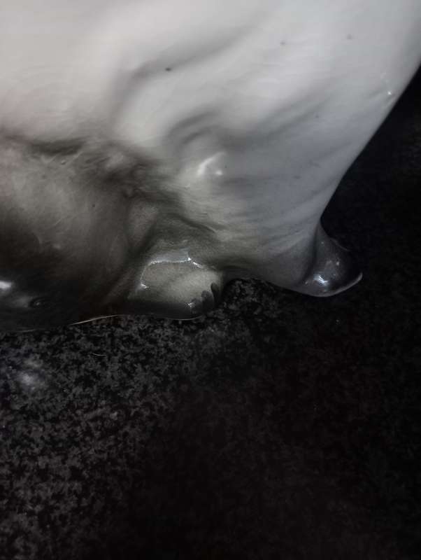 VINTAGE BIG GLAZED PORCELAIN CAT