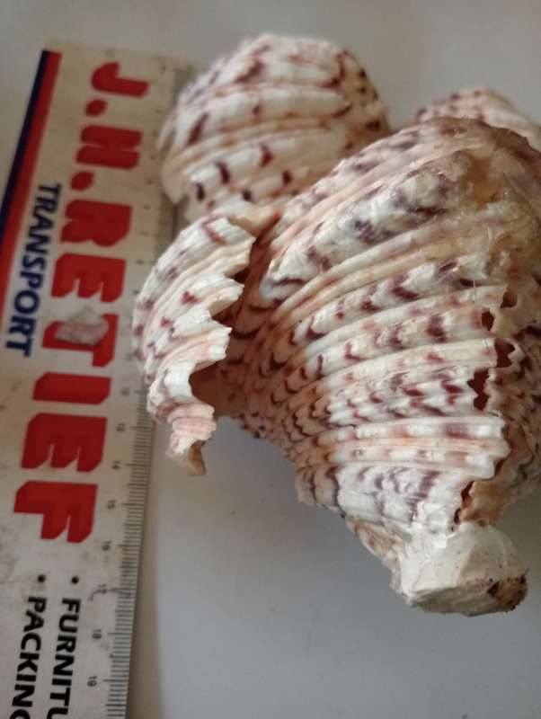 VINTGE SHELL OWL ORNAMENT