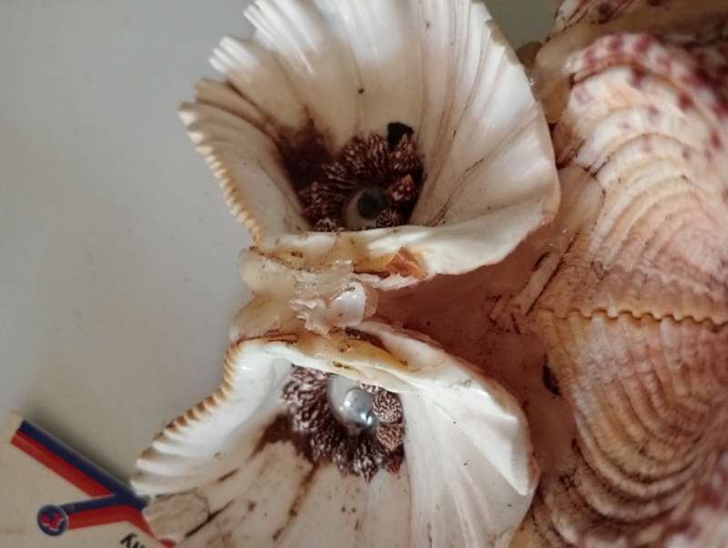 VINTGE SHELL OWL ORNAMENT