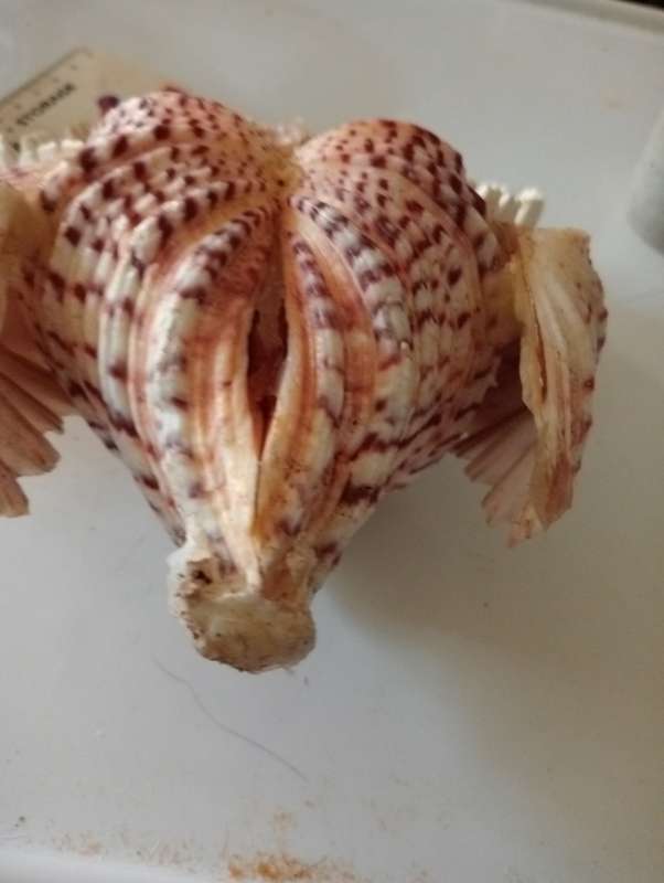 VINTGE SHELL OWL ORNAMENT