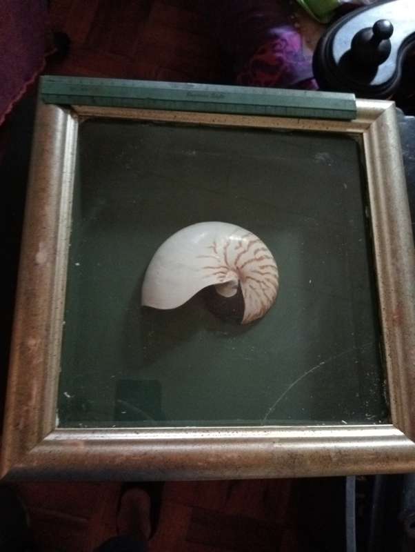 VINNTAGE FRAMED SHELL WITH GLASS NR 2
