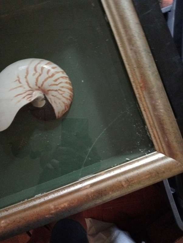 VINNTAGE FRAMED SHELL WITH GLASS NR 2