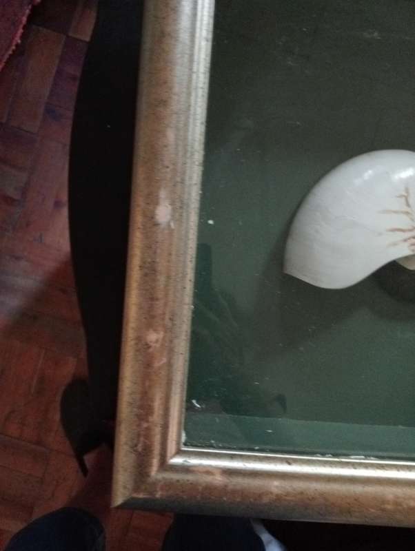 VINNTAGE FRAMED SHELL WITH GLASS NR 2