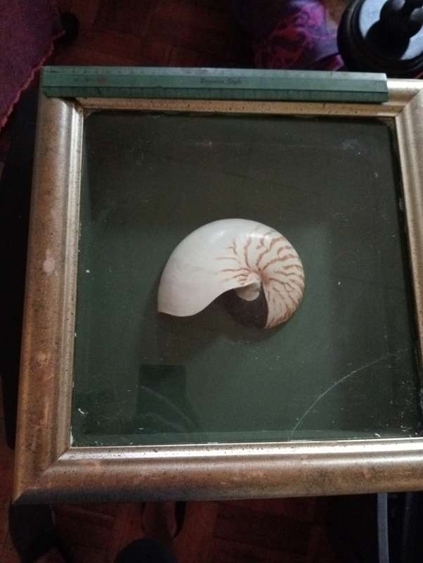 VINNTAGE FRAMED SHELL WITH GLASS NR 2