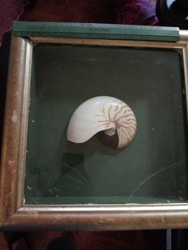 VINNTAGE FRAMED SHELL WITH GLASS NR 2