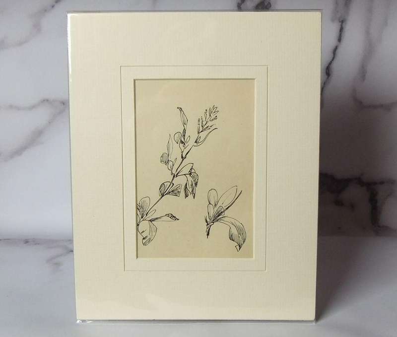 An original ink sketch by international artist Hedwig Brecher Eibuschitz " botanical study "
