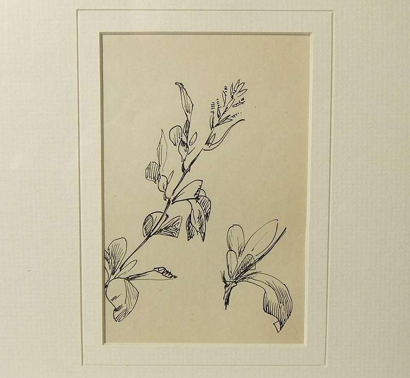 An original ink sketch by international artist Hedwig Brecher Eibuschitz " botanical study "