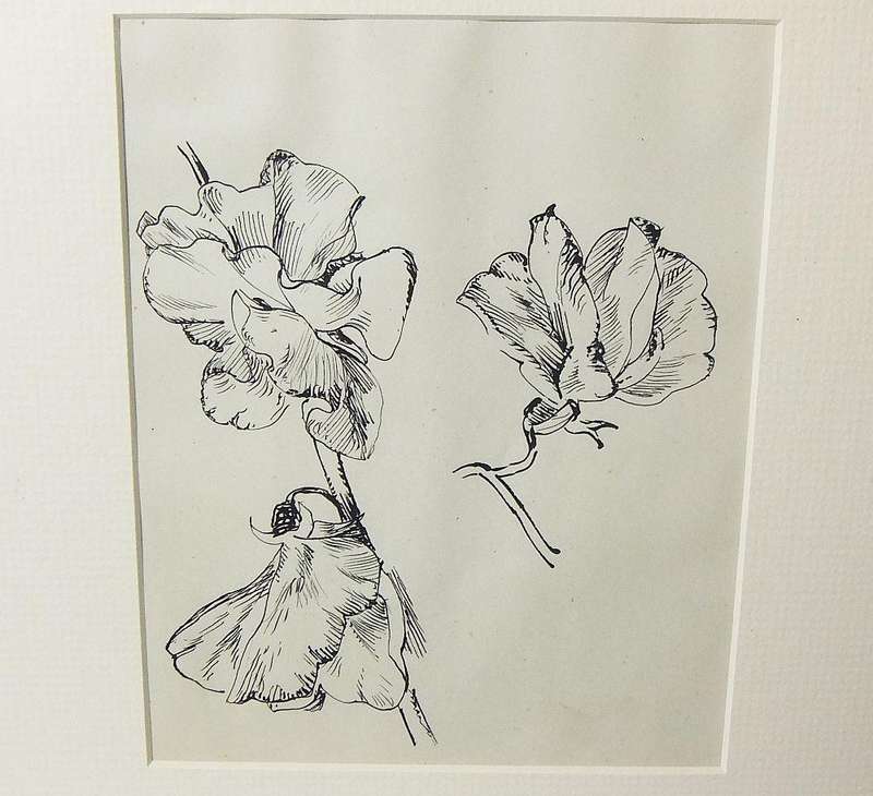 An original ink sketch by international artist Hedwig Brecher Eibuschitz " botanical study "