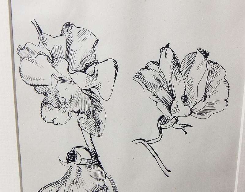 An original ink sketch by international artist Hedwig Brecher Eibuschitz " botanical study "