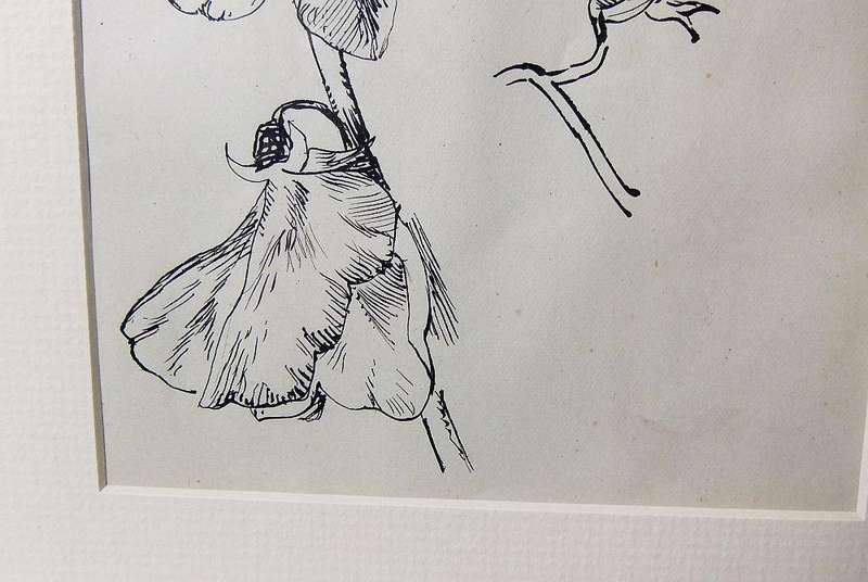 An original ink sketch by international artist Hedwig Brecher Eibuschitz " botanical study "