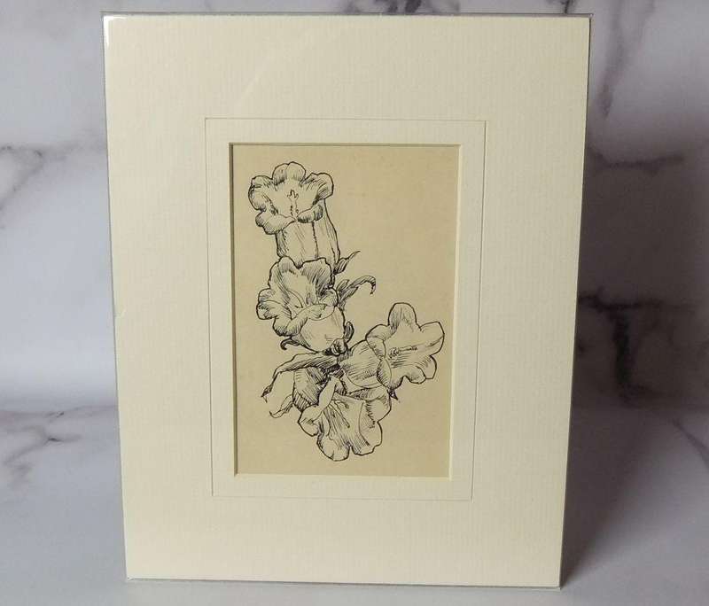 An original ink sketch by international artist Hedwig Brecher Eibuschitz " botanical study "