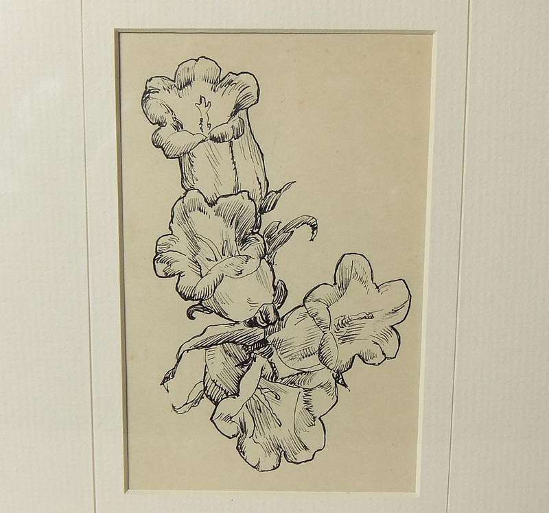 An original ink sketch by international artist Hedwig Brecher Eibuschitz " botanical study "