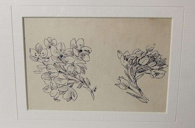 An original ink sketch by international artist Hedwig Brecher Eibuschitz " botanical study "
