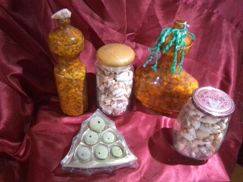 Large Collection of Sea Shells