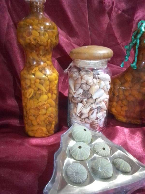 Large Collection of Sea Shells