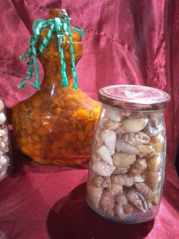 Large Collection of Sea Shells