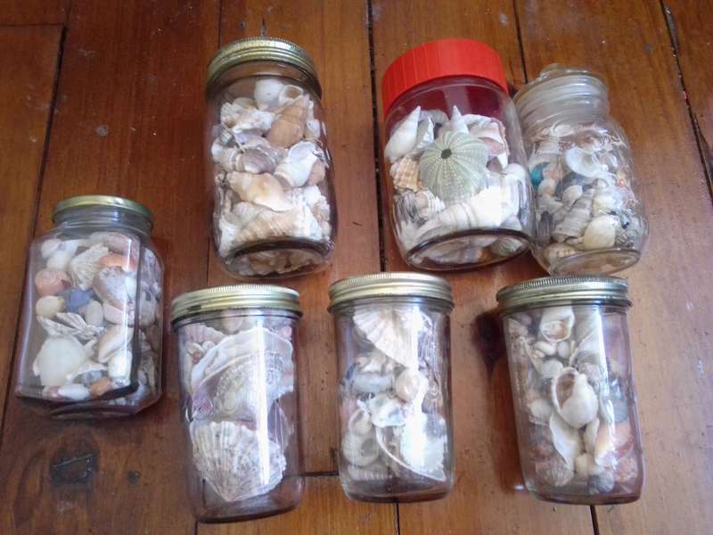 Large Collection of Sea Shells