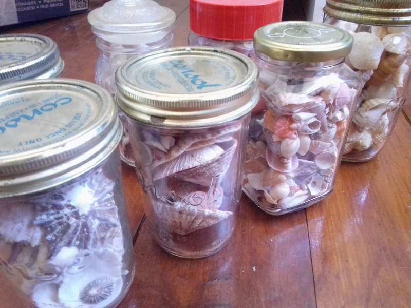 Large Collection of Sea Shells
