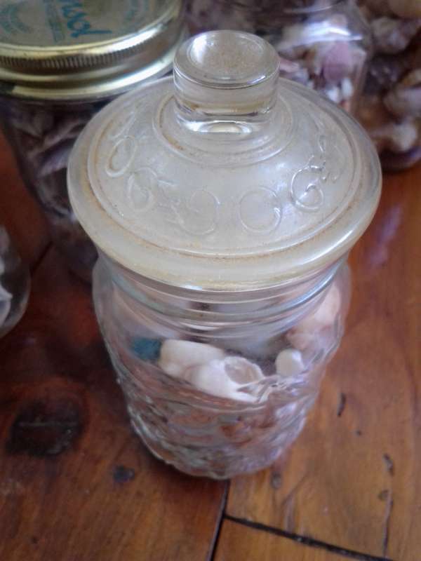 Large Collection of Sea Shells