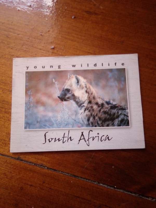 Young Wildlife South Africa Fridge Magnet