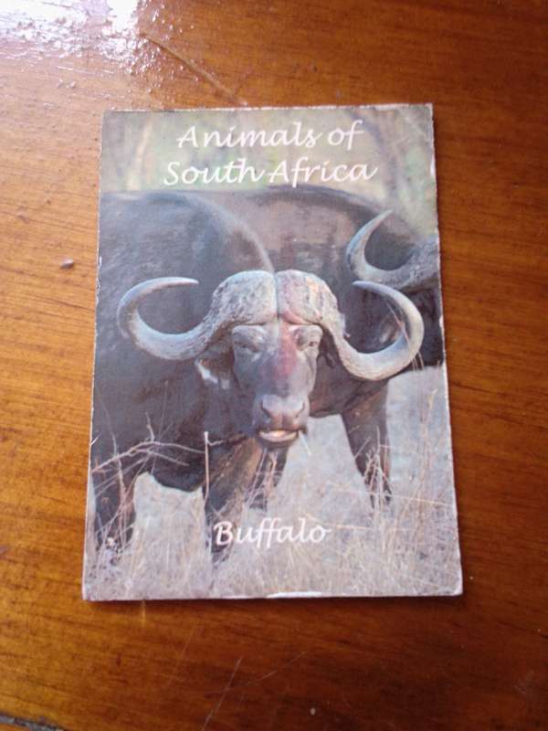 Retro Buffalo Fridge Magnet