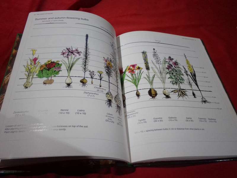 Growing Bulbs in Southern Africa 1995 First Edition Hardcover