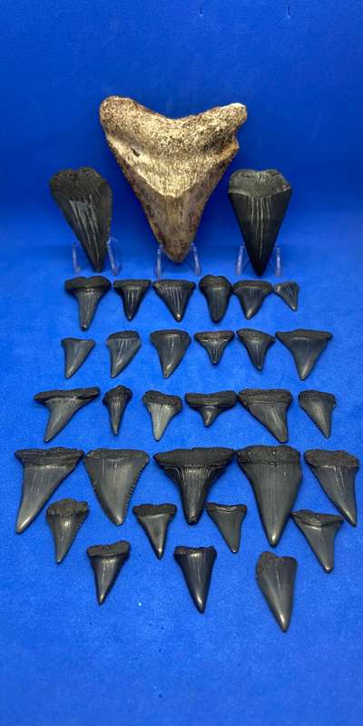 MEGALODON SHARK TOOTH & SHARK FOSSILIZED TEETH MEGA BUNDLE