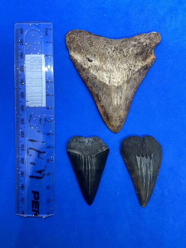 MEGALODON SHARK TOOTH & SHARK FOSSILIZED TEETH MEGA BUNDLE