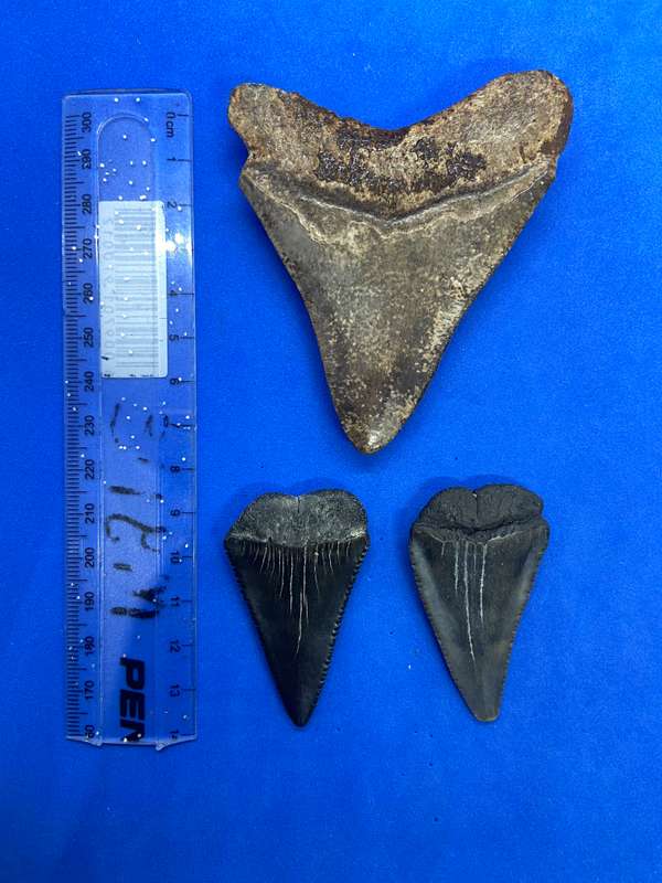 MEGALODON SHARK TOOTH & SHARK FOSSILIZED TEETH MEGA BUNDLE