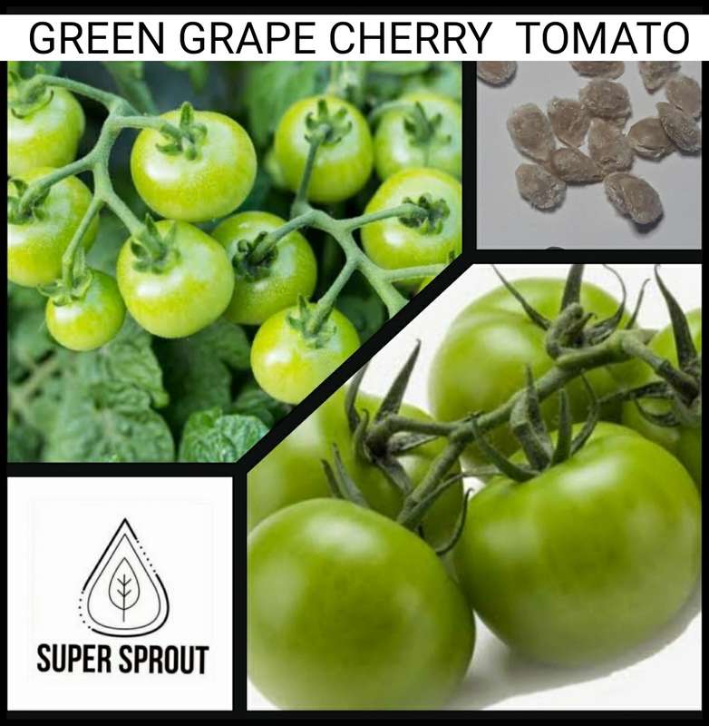 GREEN GRAPE CHERRY TOMATOES x 15+ seeds