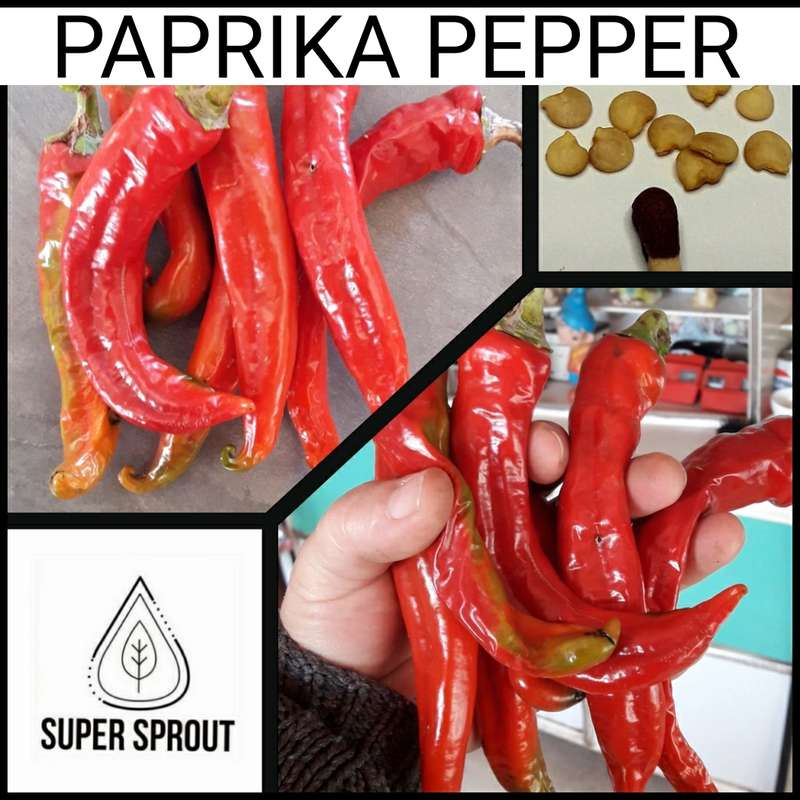 PAPRIKA PEPPER x 10+ organic seeds
