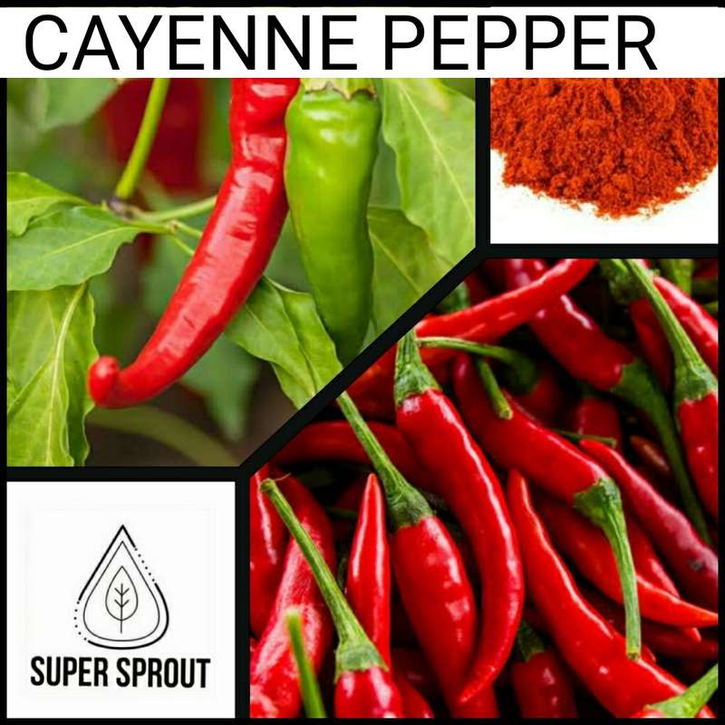 CAYENNE PEPPER x 10+ organic seeds