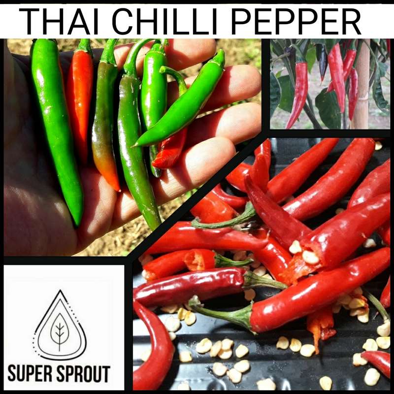 THAI CHILLI x 10+ organic seeds