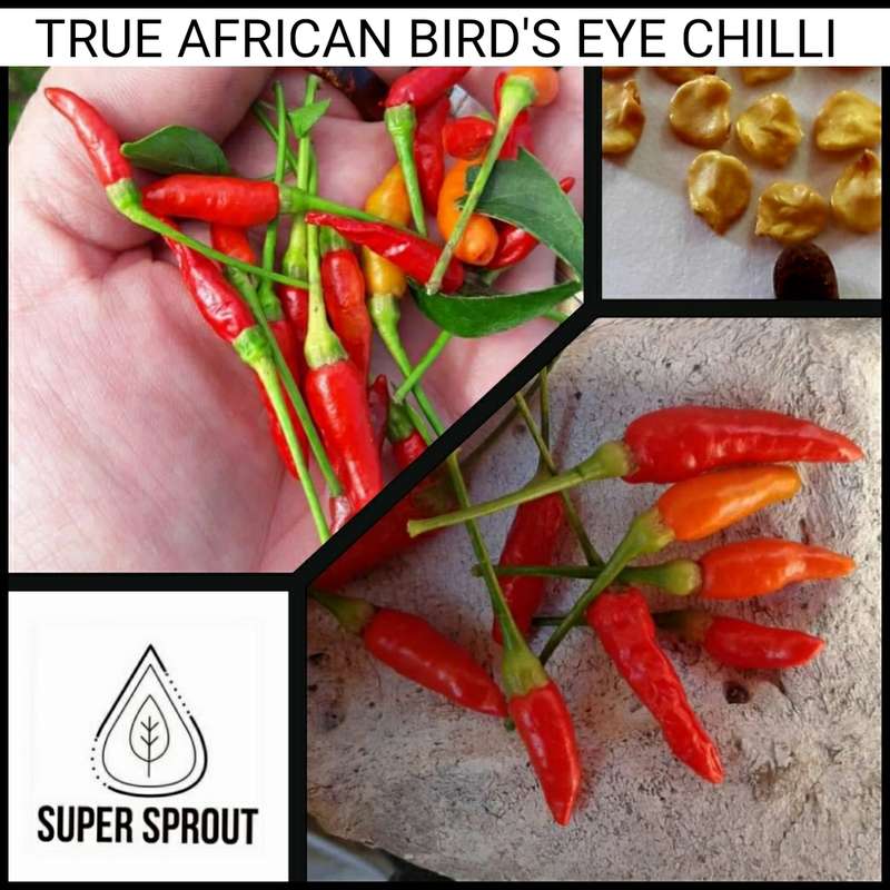 AFRICAN BIRDSEYE CHILLIES x 10+ organic seeds