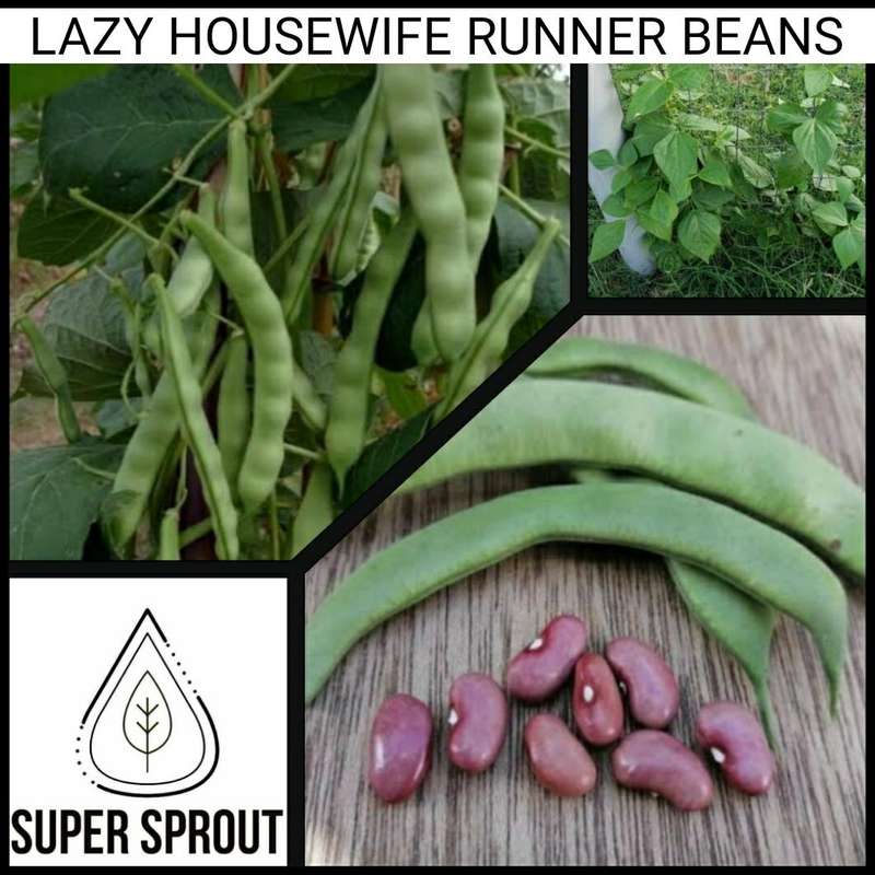 LAZY HOUSEWIVES BEANS x 10 seeds