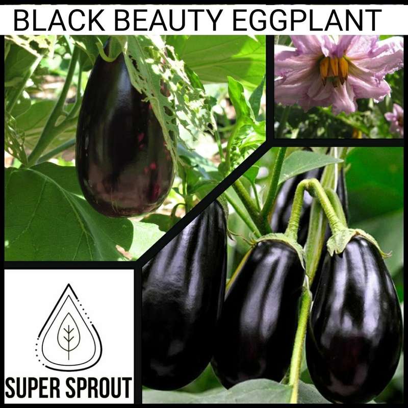 BLACK BEAUTY EGGPLANT x 25 seeds